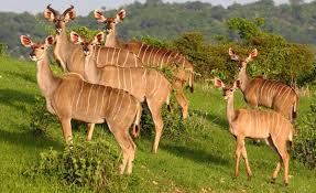 Lake Manyara Image 3